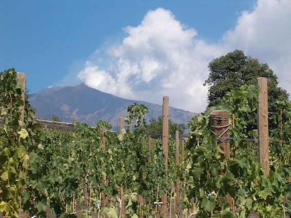 Vines on the slopes of Etna